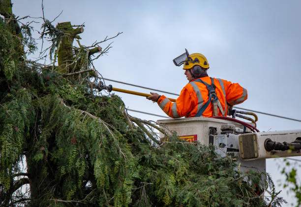 How Our Tree Care Process Works  in  Caruthersville, MO